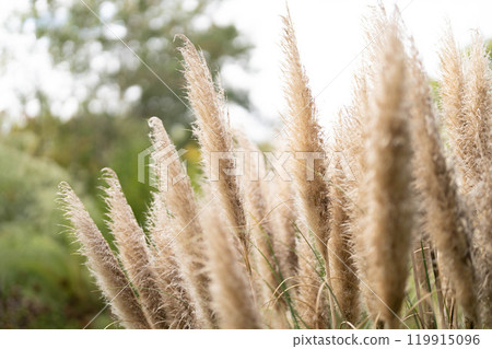 秋季風景與揮舞的潘帕斯耳 119915096