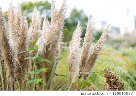 Autumn scenery with swaying silver grass 119915097