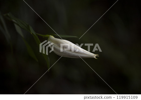 山百合花蕾 山百合花蕾 119915109