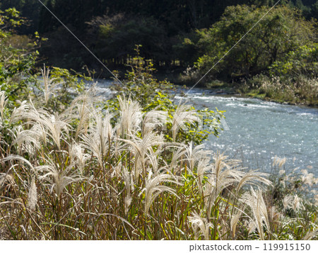 秋天的由良川，蒲葦茂盛生長 119915150