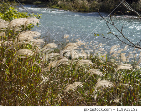 秋天的由良川，蒲葦茂盛生長 119915152