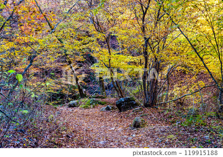Tokyo: Yellow leaves at Mt. Mitake Rock Garden Tokyo: Yellow leaves at Mt. Mitake Rock Garden 119915188