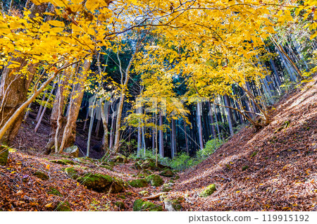 Tokyo: Yellow leaves at Mt. Mitake Rock Garden Tokyo: Yellow leaves at Mt. Mitake Rock Garden 119915192