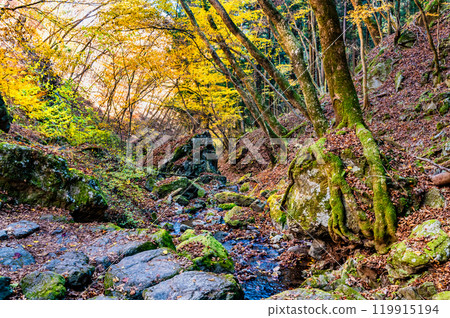 Tokyo: Yellow leaves at Mt. Mitake Rock Garden Tokyo: Yellow leaves at Mt. Mitake Rock Garden 119915194