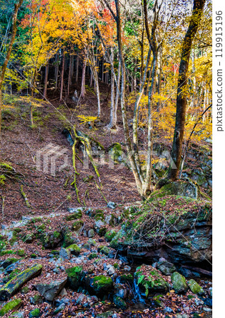 Tokyo: Yellow leaves at Mt. Mitake Rock Garden Tokyo: Yellow leaves at Mt. Mitake Rock Garden 119915196