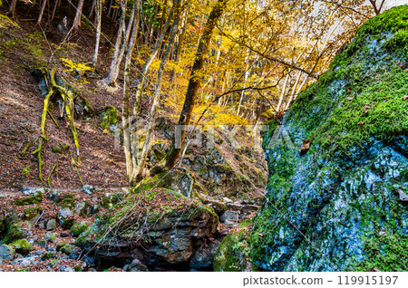 Tokyo: Yellow leaves at Mt. Mitake Rock Garden Tokyo: Yellow leaves at Mt. Mitake Rock Garden 119915197