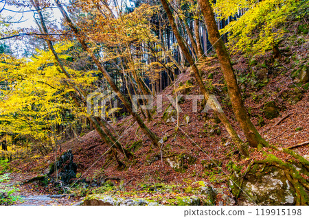 東京黃葉禦岳庭園 東京黃葉禦岳庭園 119915198