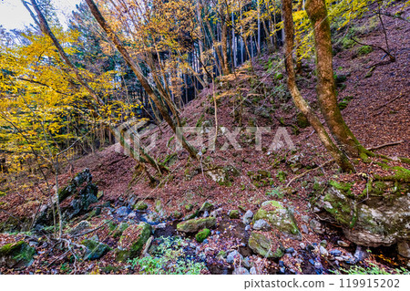 Tokyo: Yellow leaves at Mt. Mitake Rock Garden Tokyo: Yellow leaves at Mt. Mitake Rock Garden 119915202