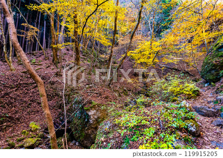 Tokyo: Yellow leaves at Mt. Mitake Rock Garden Tokyo: Yellow leaves at Mt. Mitake Rock Garden 119915205