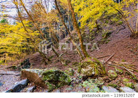 Tokyo: Yellow leaves at Mt. Mitake Rock Garden Tokyo: Yellow leaves at Mt. Mitake Rock Garden 119915207