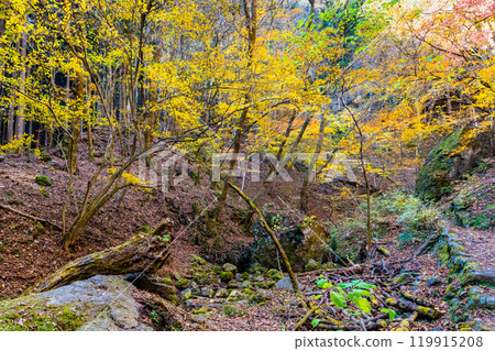Tokyo: Yellow leaves at Mt. Mitake Rock Garden 119915208