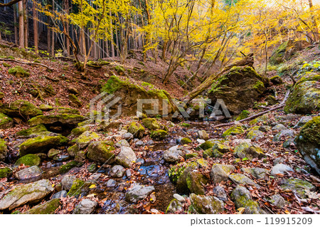 Tokyo: Yellow leaves at Mt. Mitake Rock Garden Tokyo: Yellow leaves at Mt. Mitake Rock Garden 119915209