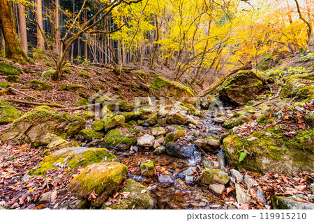Tokyo: Yellow leaves at Mt. Mitake Rock Garden 119915210
