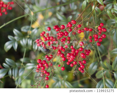 Ripe red nandina berries Ripe red nandina berries 119915275