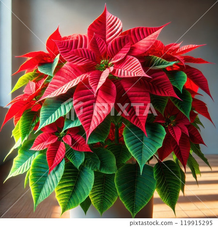 Poinsettia 119915295