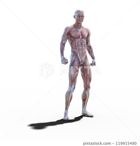 肌肉標本男性燙髮3DCG插圖素材 119915480