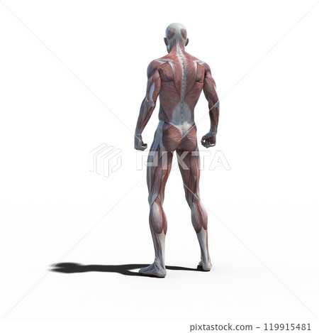 Muscle specimen male perming 3DCG illustration material Muscle specimen male perming 3DCG illustration material 119915481