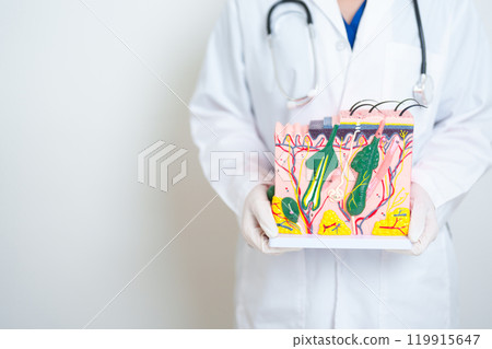 Dermatologist hand holding anatomy model of human skin with hair. Skin disease and Hair loss. Health care, Melanoma and skin cancer, Insurance, Dermatology treatment and Beauty consultation clinic Dermatologist hand holding anatomy model of human skin with hair. Skin disease and Hair loss. Health care, Melanoma and skin cancer, Insurance, Dermatology treatment and Beauty consultation clinic 119915647