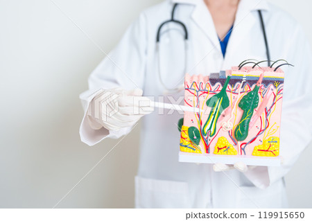 Dermatologist hand holding anatomy model of human skin with hair. Skin disease and Hair loss. Health care, Melanoma and skin cancer, Insurance, Dermatology treatment and Beauty consultation clinic 119915650