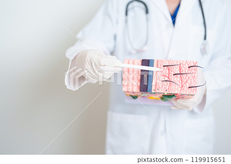 Dermatologist hand holding anatomy model of human skin with hair. Skin disease and Hair loss. Health care, Melanoma and skin cancer, Insurance, Dermatology treatment and Beauty consultation clinic 119915651