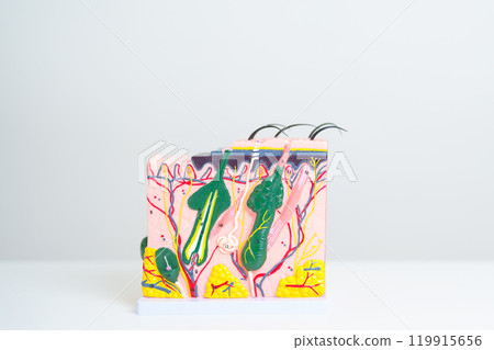anatomy model of human skin with hair on table. structure of Skin, Skin disease and Hair loss. Health care, Dermatology treatment, Cosmetic surgery and Beauty consultation clinic 119915656