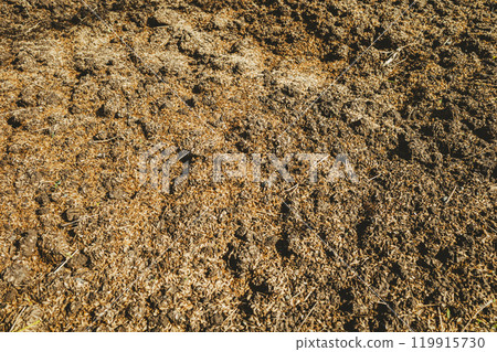 A cultivated field covered with rice husks b-4 Film-like A cultivated field covered with rice husks b-4 Film-like 119915730