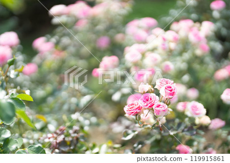 Pretty pink and white roses Autumn roses 119915861