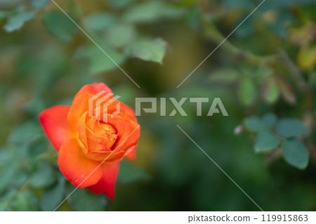 A single orange rose, autumn rose 119915863