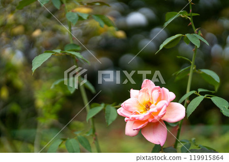 A single pink rose, autumn rose 119915864