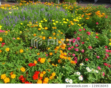 Flower Garden Flower Garden 119916043