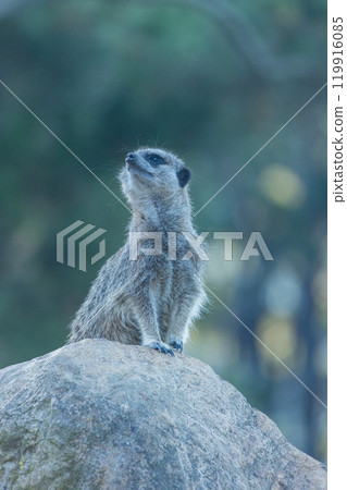 Meerkat at the zoo Meerkat at the zoo 119916085