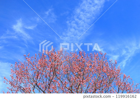 紅梅盛開 紅梅盛開 119916162
