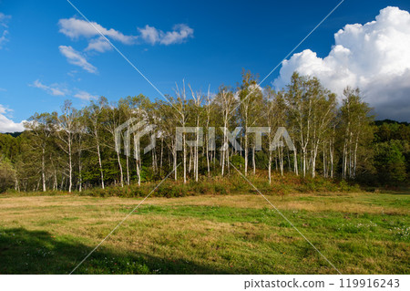 Shirakaba no Mori 119916243