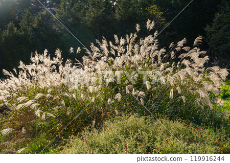 高地鈴木 119916244
