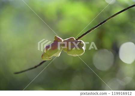 Galls of sumac tree Galls of sumac tree 119916912