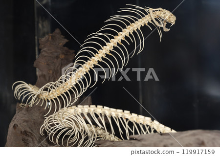 Close up big snake bone on dry stick Close up big snake bone on dry stick 119917159