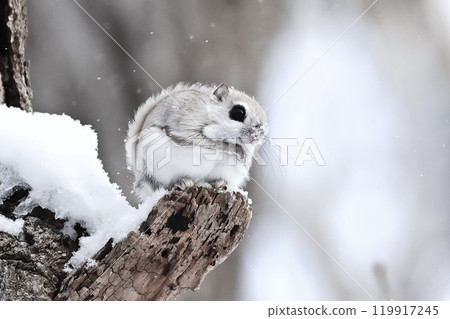 埃佐莫加 119917245