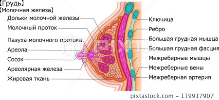 女性乳房圖俄語 119917907
