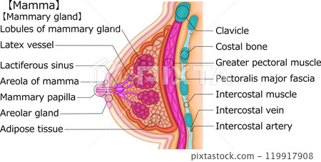 女性乳房插圖英語 119917908