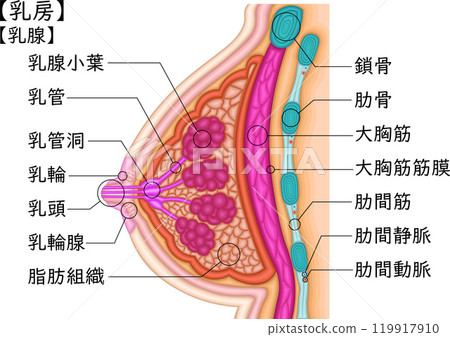 女性乳房插圖日語 女性乳房插圖日語 119917910