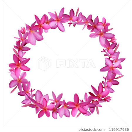 Wreath of Pink Plumeria flowers isolated on white background. 119917986
