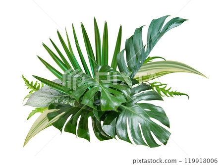 Bouquet of tropical green leaves arrangement nature backdrop 119918006