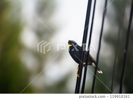 closeup shot of a Common Myna 119918161