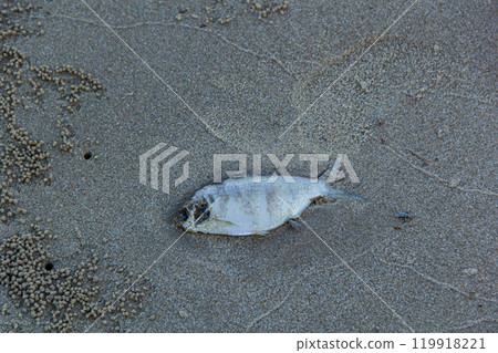 dead fish on the beach dead fish on the beach 119918221