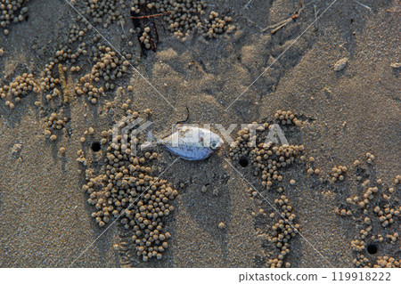 dead fish on the beach dead fish on the beach 119918222