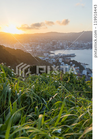 從紐西蘭惠靈頓維多利亞山看到的城市景觀和日落 119918443