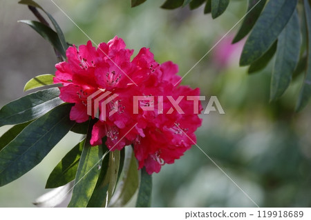 紅色杜鵑花 紅色杜鵑花 119918689