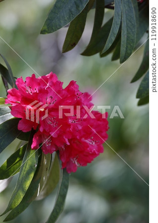 Red rhododendron flower 119918690