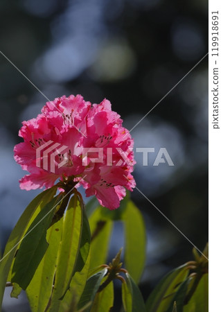 Red rhododendron flower 119918691