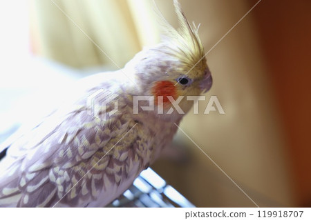 cockatiel 119918707
